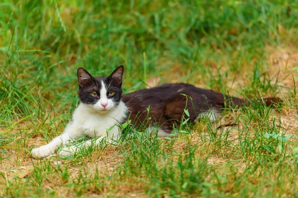 Kočka Černobílá Ulici Bezdomovecké Zvíře Chodí Kočka Bez Domova — Stock fotografie