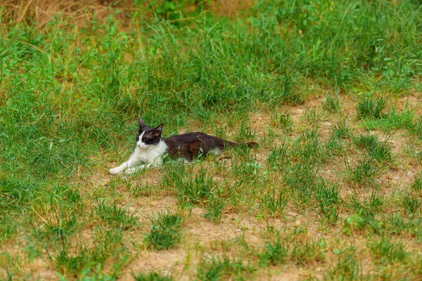 Die Katze Ist Schwarz Und Weiß Auf Der Straße Ein — Stockfoto