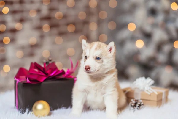 クリスマスのプレゼント箱付きの小さなハスキー子犬 薄茶色の白いハスキー子犬 クリスマスライトとクリスマスツリーの背景に小さな犬の子犬 — ストック写真