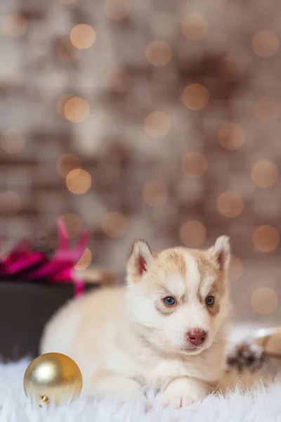 Filhote Cachorro Husky Pequeno Com Uma Caixa Presente Para Natal — Fotografia de Stock