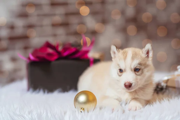 Pequeño Cachorro Con Una Caja Regalo Para Navidad Masticadora Blanca — Foto de Stock