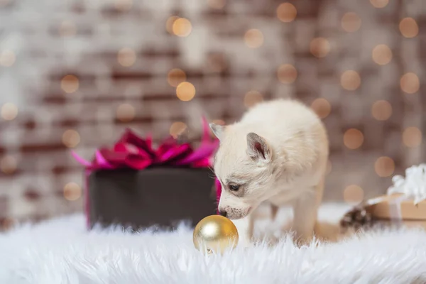 Маленький Щеня Подарунковою Коробкою Різдво Світло Коричневий Білий Щеня Маленький — стокове фото