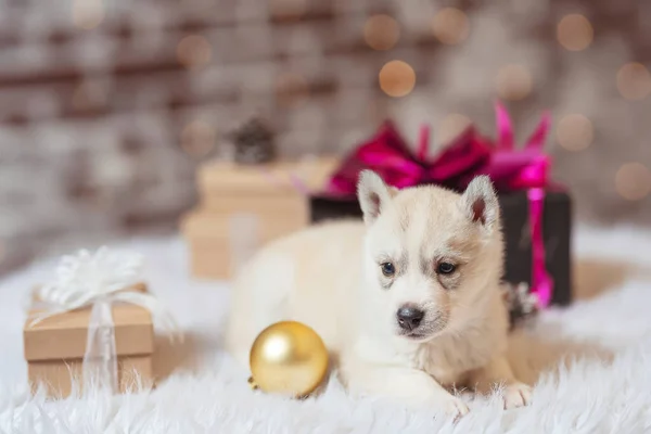 クリスマスのプレゼント箱付きの小さなハスキー子犬 薄茶色の白いハスキー子犬 クリスマスライトとクリスマスツリーの背景に小さな犬の子犬 — ストック写真