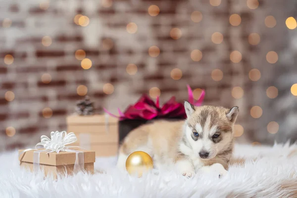 Mały Husky Szczeniak Pudełkiem Prezentów Święta Jasnobrązowy Biały Szczeniak Husky — Zdjęcie stockowe