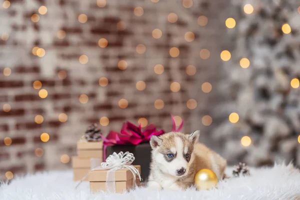 A small husky puppy with a gift box for Christmas. Light brown white husky puppy. Small dog puppy on the background of Christmas lights and Christmas trees