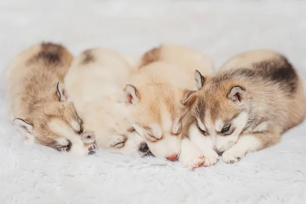 Hipócritos Pequeños Durmientes Los Cachorros Color Marrón Claro Blanco Perros —  Fotos de Stock