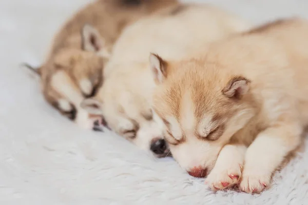 Dormir Filhotes Pequenos Húmidos Filhotes Marrons Brancos Claros Husky Cães — Fotografia de Stock