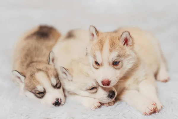 Śpiące Małe Husky Szczeniaki Jasnobrązowe Białe Szczenięta Husky Małe Pieski — Zdjęcie stockowe