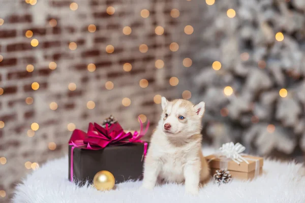 クリスマスのプレゼント箱付きの小さなハスキー子犬 薄茶色の白いハスキー子犬 クリスマスライトとクリスマスツリーの背景に小さな犬の子犬 — ストック写真