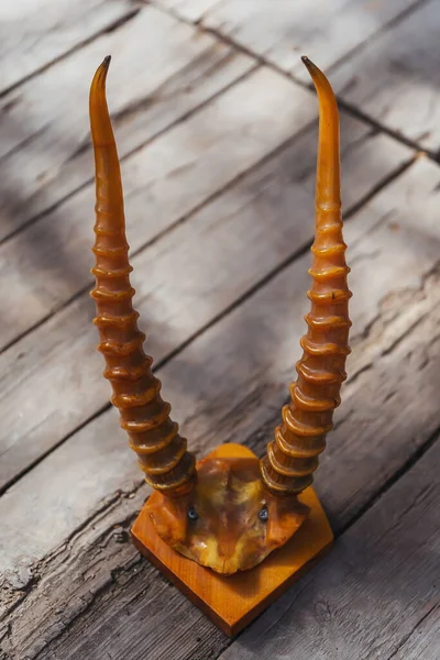 Декоративные Рога Горного Степного Козла Roe Рога Трибуне Рога Диких — стоковое фото