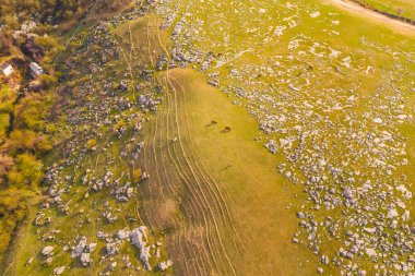 Genç yeşil çimen ve taşların dokusu. Bahar bozkırının dokusu. Baharın başlarında Steppe etekliği vadisi