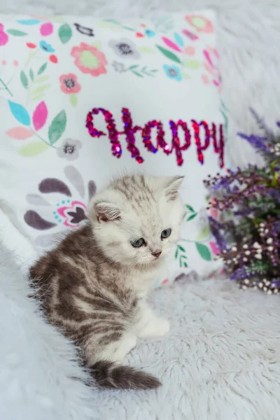 Een Schots Recht Poesje Een Witte Harige Achtergrond Kleine Schotse — Stockfoto