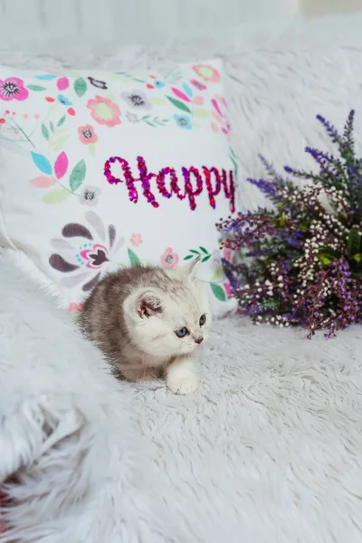 Ein Schottisches Kätzchen Auf Weißem Pelzigen Hintergrund Kleine Schottische Reinrassige — Stockfoto