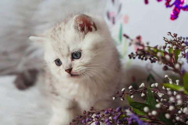 白色毛茸茸的背景上的苏格兰直毛猫 苏格兰纯种猫宝宝白色银白色的金丝雀色 白灰条纹可爱的小猫 蓝眼睛 — 图库照片