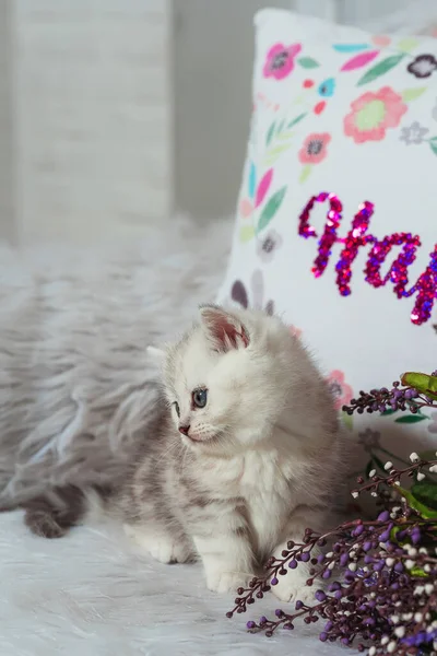 Szkocki Hetero Kotek Białym Futrzanym Tle Mały Szkocki Kot Czystej — Zdjęcie stockowe