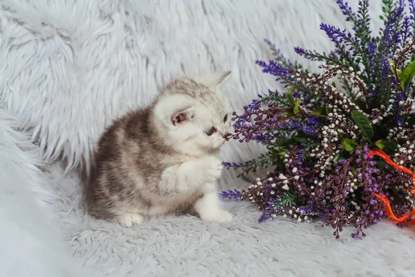 Een Schots Recht Poesje Een Witte Harige Achtergrond Kleine Schotse — Stockfoto