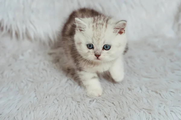 白い毛皮のような背景をしたスコットランドのストレート子猫 小さなスコットランドの純白の猫の赤ちゃんの白い銀の大理石のチンチラの色 白い灰色のストライプかわいい子猫と青い目 — ストック写真