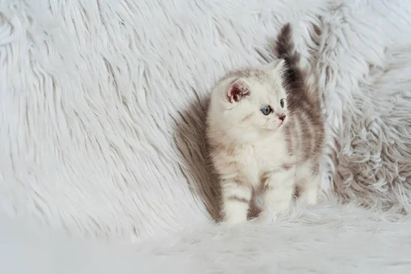 Een Schots Recht Poesje Een Witte Harige Achtergrond Kleine Schotse — Stockfoto