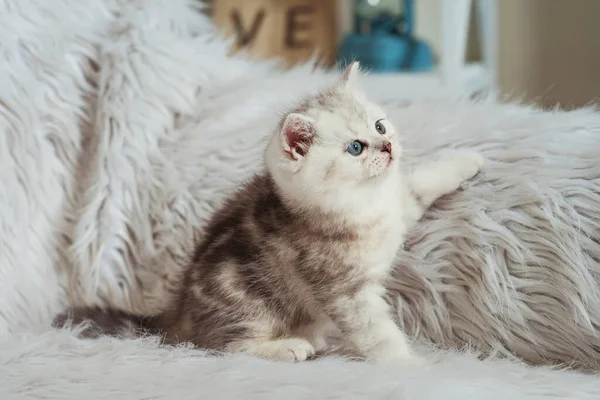 白色毛茸茸的背景上的苏格兰直毛猫 苏格兰纯种猫宝宝白色银白色的金丝雀色 白灰条纹可爱的小猫 蓝眼睛 — 图库照片