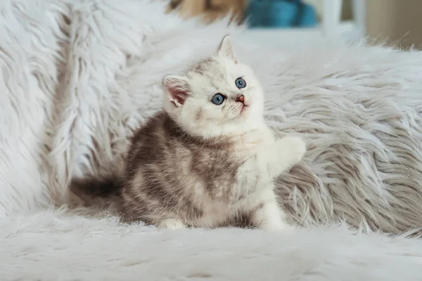 白色毛茸茸的背景上的苏格兰直毛猫 苏格兰纯种猫宝宝白色银白色的金丝雀色 白灰条纹可爱的小猫 蓝眼睛 — 图库照片