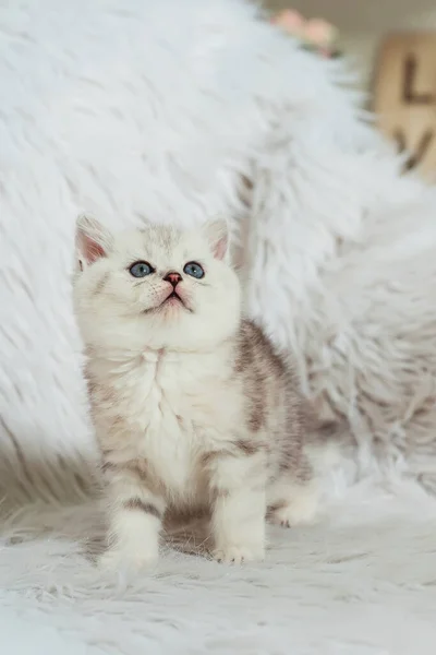 白い毛皮のような背景をしたスコットランドのストレート子猫 小さなスコットランドの純白の猫の赤ちゃんの白い銀の大理石のチンチラの色 白い灰色のストライプかわいい子猫と青い目 — ストック写真
