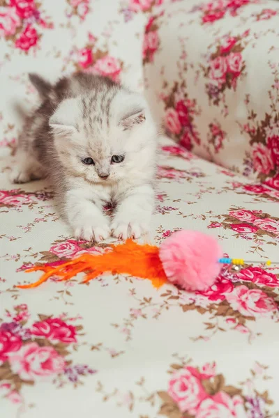 Gatinho Escocês Linha Reta Fundo Florido Pequeno Escocês Puro Bebê — Fotografia de Stock