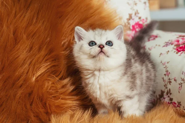 Gatinho Escocês Heterossexual Casa Pequeno Escocês Puro Bebê Gato Branco — Fotografia de Stock