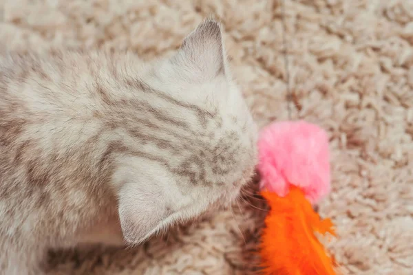 Gatito Hetero Escocés Casa Pequeño Escocés Pura Raza Gato Bebé — Foto de Stock