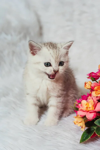 白色毛茸茸的背景上的苏格兰直毛猫 苏格兰纯种猫宝宝白色银白色的金丝雀色 白灰条纹可爱的小猫 蓝眼睛 — 图库照片