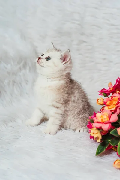 Skotské Rovné Kotě Bílém Chlupatém Pozadí Malý Skotský Čistokrevný Kočička — Stock fotografie