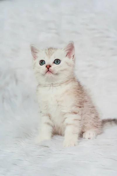 Gatinho Escocês Linha Reta Sobre Fundo Peludo Branco Pequeno Escocês — Fotografia de Stock