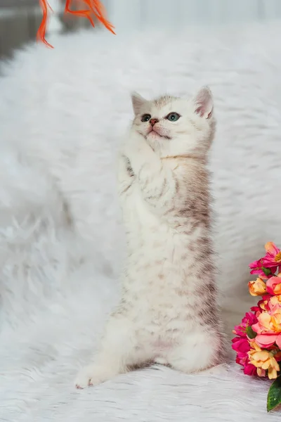 Skotské Rovné Kotě Bílém Chlupatém Pozadí Malý Skotský Čistokrevný Kočička — Stock fotografie