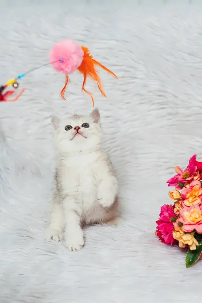 Een Schots Recht Poesje Een Witte Harige Achtergrond Kleine Schotse — Stockfoto