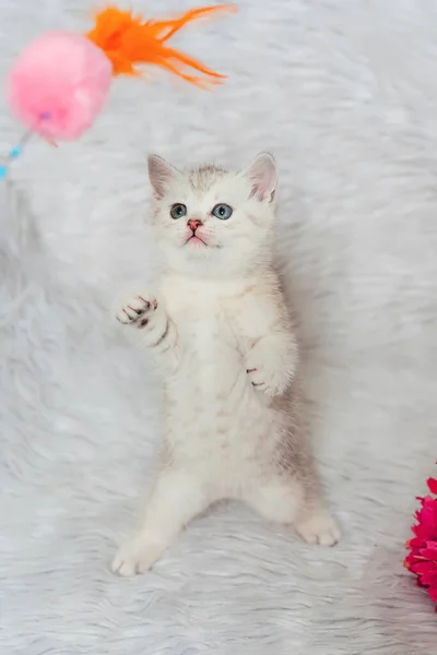 Gatinho Escocês Linha Reta Sobre Fundo Peludo Branco Pequeno Escocês — Fotografia de Stock