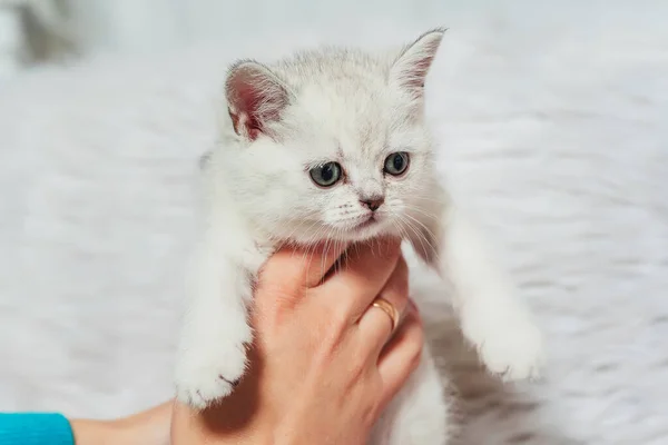 一只苏格兰纯正的小猫在一个女人手里 苏格兰纯种猫宝宝白色银白色的金丝雀色 白灰条纹可爱的小猫 蓝眼睛 — 图库照片