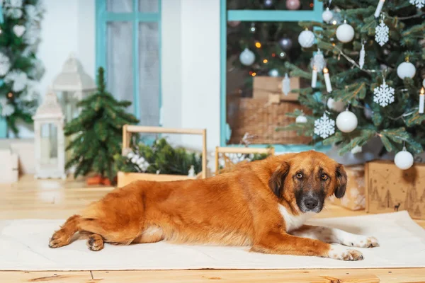 Não Cão Vermelho Puro Fundo Das Decorações Natal Cão Resgate — Fotografia de Stock