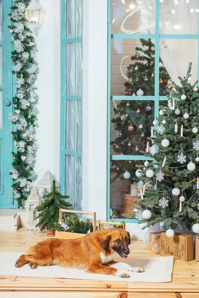 Não Cão Vermelho Puro Fundo Das Decorações Natal Cão Resgate — Fotografia de Stock