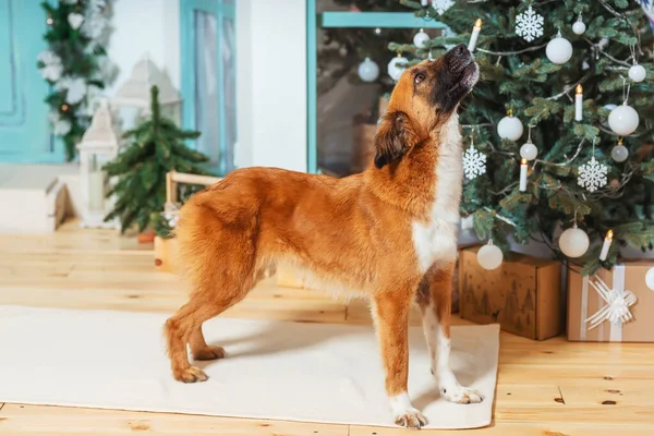 クリスマスの装飾の背景に純血種の赤い犬ではありません クリスマスツリーの背景にある救助犬 野良犬は家族を見つけた — ストック写真