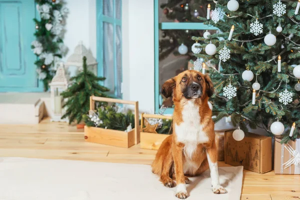 Não Cão Vermelho Puro Fundo Das Decorações Natal Cão Resgate — Fotografia de Stock