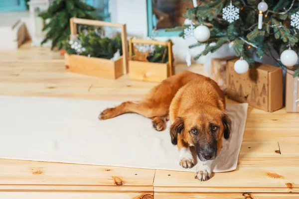 Não Cão Vermelho Puro Fundo Das Decorações Natal Cão Resgate — Fotografia de Stock
