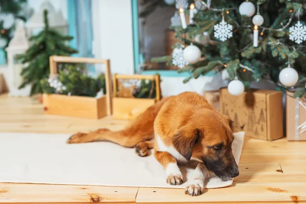 Não Cão Vermelho Puro Fundo Das Decorações Natal Cão Resgate — Fotografia de Stock