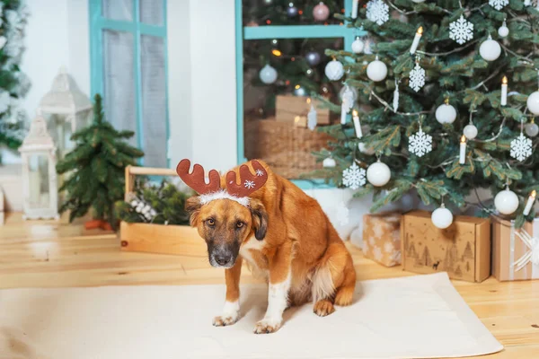 クリスマスの装飾の背景に鹿の角の帽子を持つ純血種の赤い犬ではありません クリスマスツリーの背景にある救助犬 野良犬は家族を見つけた — ストック写真