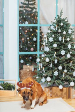 Noel süslemelerinin arka planında geyik boynuzu şapkası olan safkan kırmızı bir köpek değil. Noel ağacının arka planında kurtarma köpeği var. Başıboş bir köpek bir aile buldu.