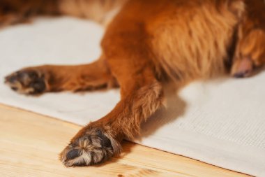 Paws of a stray dog. Hind legs of a red dog close-up. Hair on the dog's legs clipart