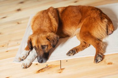 Serseri bir köpeğin portresi. Kırmızı bir köpeğin başı yakın plan. Barınaktan alınan bir köpek..
