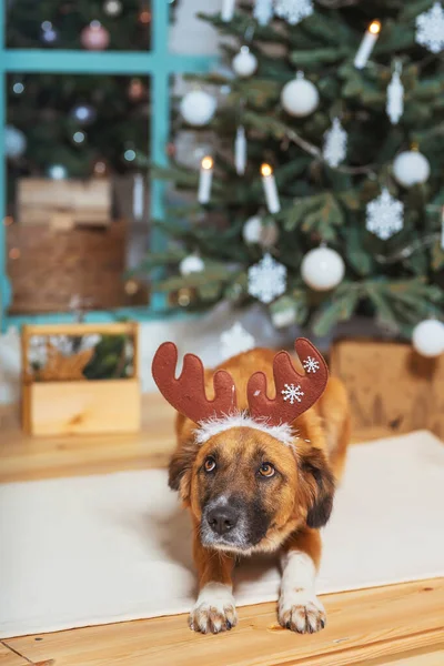 Not a purebred red dog with a deer antler hat on the background of Christmas decorations. Rescuedog on the background of the Christmas tree. A stray dog has found a family