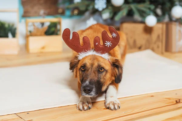 Nie Rasowy Czerwony Pies Kapeluszu Jelenia Tle Świątecznych Dekoracji Pies — Zdjęcie stockowe