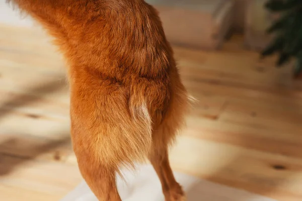 The severed Docked tail of a stray dog. Rear part of a red dog close-up. Docked amputated dog tail