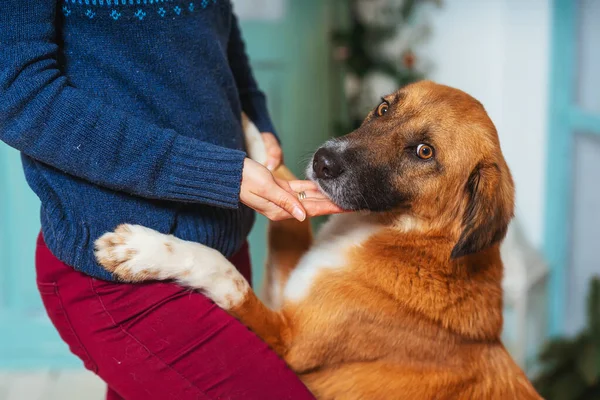 The dog gives a paw to the owner. Rescue red dog close-up portrait. The dog hugs the owner