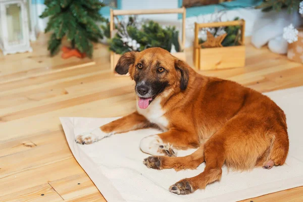 Não Cão Vermelho Puro Fundo Das Decorações Natal Cão Resgate — Fotografia de Stock